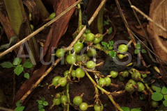 Elettaria cardamomum